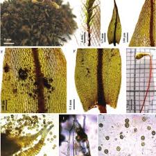 Attēlu rezultāti vaicājumam “Bryum weigelii”
