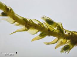 Attēlu rezultāti vaicājumam “Conardia compacta”