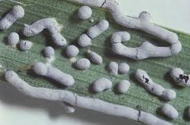 Attēlu rezultāti vaicājumam “Physarum cinereum spores”