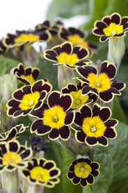 Attēlu rezultāti vaicājumam “Primula veris flower”