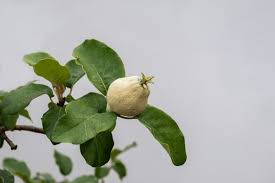 Attēlu rezultāti vaicājumam “Cydonia oblonga”