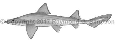 Image result for Mustelus mustelus