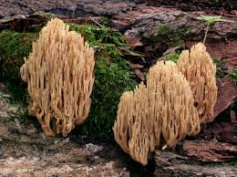 Attēlu rezultāti vaicājumam “Ramaria stricta”