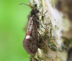 Attēlu rezultāti vaicājumam “Eriocraniidae”