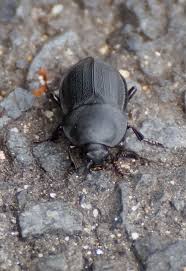 Attēlu rezultāti vaicājumam “Silpha obscura”