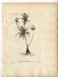 Attēlu rezultāti vaicājumam “Ranunculus cassubicus”