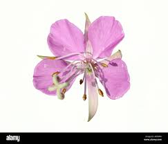 Attēlu rezultāti vaicājumam “Epilobium angustifolium bud”