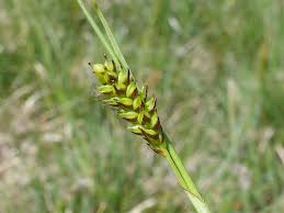 Attēlu rezultāti vaicājumam “Carex hostiana”