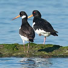 Attēlu rezultāti vaicājumam “Haematopus ostralegus adult”