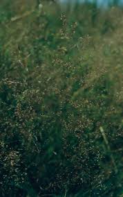 Attēlu rezultāti vaicājumam “Agrostis stolonifera subsp. straminea”