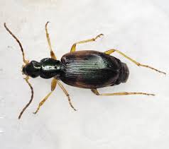 Attēlu rezultāti vaicājumam “Anchomenus dorsalis”