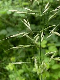 Attēlu rezultāti vaicājumam “Arrhenatherum elatius”