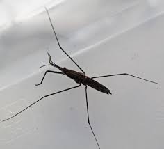 Attēlu rezultāti vaicājumam “Aquarius najas”