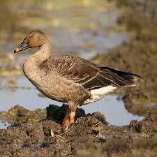 Image result for Anser fabalis