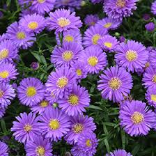 Image result for Aster novi-belgii