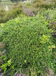 Attēlu rezultāti vaicājumam “Arctostaphylos uva-ursi”