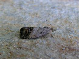 Attēlu rezultāti vaicājumam “Cydia splendana”