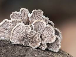 Attēlu rezultāti vaicājumam “Schizophyllum commune”