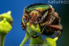 Attēlu rezultāti vaicājumam “Cetonia aurata”