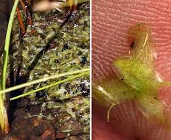 Attēlu rezultāti vaicājumam “Lemna trisulca”