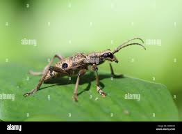 Attēlu rezultāti vaicājumam “Rhagium mordax”