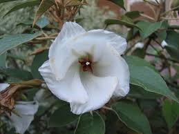 Attēlu rezultāti vaicājumam “Tettigoniodea exuvia”