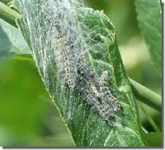 Attēlu rezultāti vaicājumam “Yponomeuta malinellus / cagnagella imago”