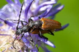 Attēlu rezultāti vaicājumam “Paracorymbia maculicornis”