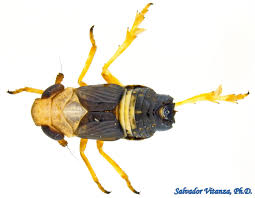 Attēlu rezultāti vaicājumam “Delphacidae”