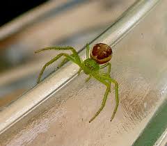 Attēlu rezultāti vaicājumam “Diaea dorsata”