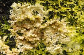 Attēlu rezultāti vaicājumam “Sebacina incrustans”