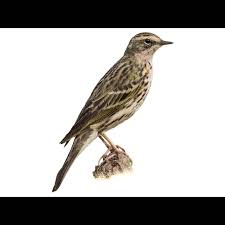 Image result for Anthus godlewskii