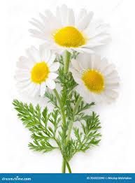 Attēlu rezultāti vaicājumam “Matricaria chamomilla”