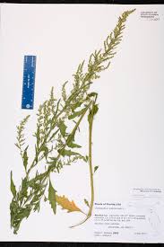 Image result for Chenopodium ambrosioides