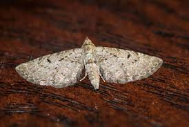 Attēlu rezultāti vaicājumam “Eupithecia exiguata”