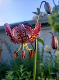Image result for Lilium martagon `Manitoba Fox`