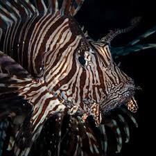 Image result for Pterois miles