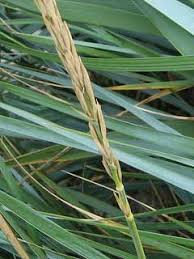 Attēlu rezultāti vaicājumam “Leymus arenarius”