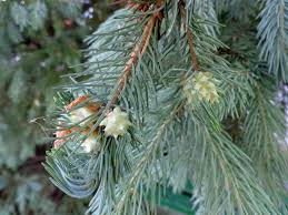 Attēlu rezultāti vaicājumam “Adelges laricis”