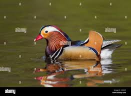 Attēlu rezultāti vaicājumam “Aix galericulata male”