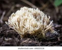 Attēlu rezultāti vaicājumam “Thelephora penicillata”