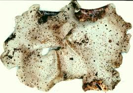 Attēlu rezultāti vaicājumam “Dermatocarpon miniatum”