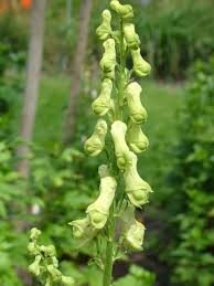 Attēlu rezultāti vaicājumam “Aconitum napellus bud”