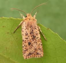 Attēlu rezultāti vaicājumam “Conistra rubiginea”