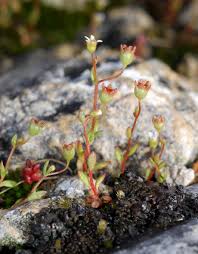 Attēlu rezultāti vaicājumam “Saxifraga tridactylites”