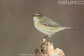 Attēlu rezultāti vaicājumam “Phylloscopus collybita adult”
