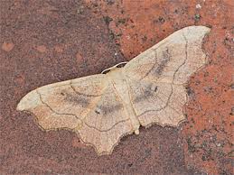 Attēlu rezultāti vaicājumam “Idaea emarginata”