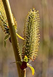 Attēlu rezultāti vaicājumam “Salix purpurea male flower”