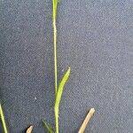 Attēlu rezultāti vaicājumam “Luzula pilosa fruit”