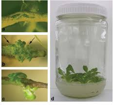 Attēlu rezultāti vaicājumam “Centaurium erythraea bud”